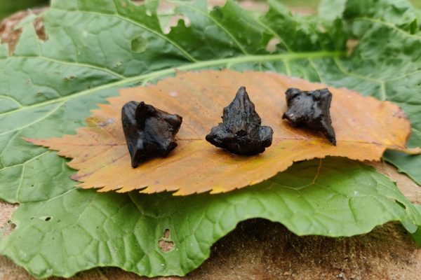 Peldošā ezerrieksta fosīlā forma